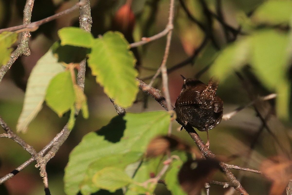 Winter Wren - ML36208941