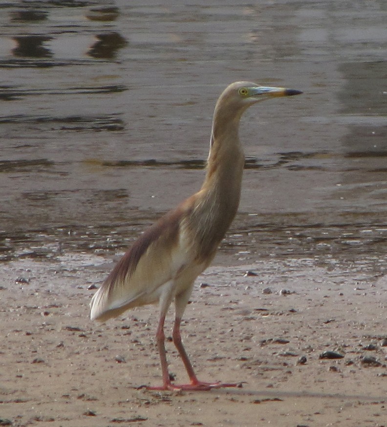 Indian Pond-Heron - ML36209051