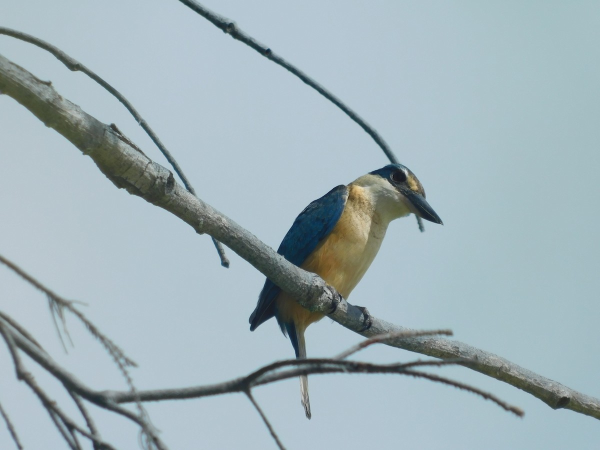 Sacred Kingfisher - Andres Cervino