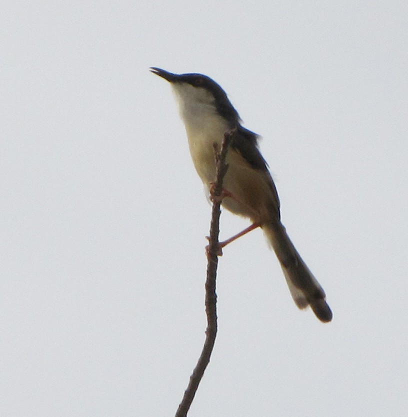 Ashy Prinia - ML36209091