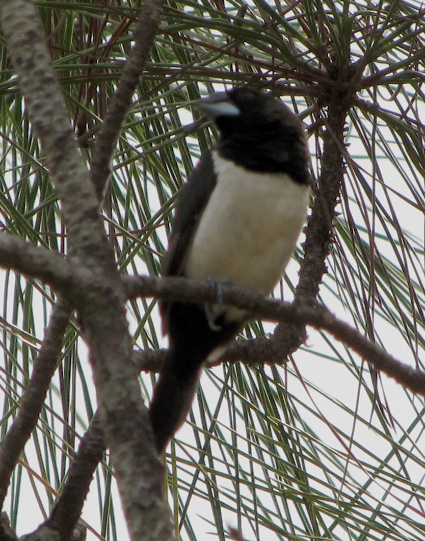 White-rumped Munia - ML36209191