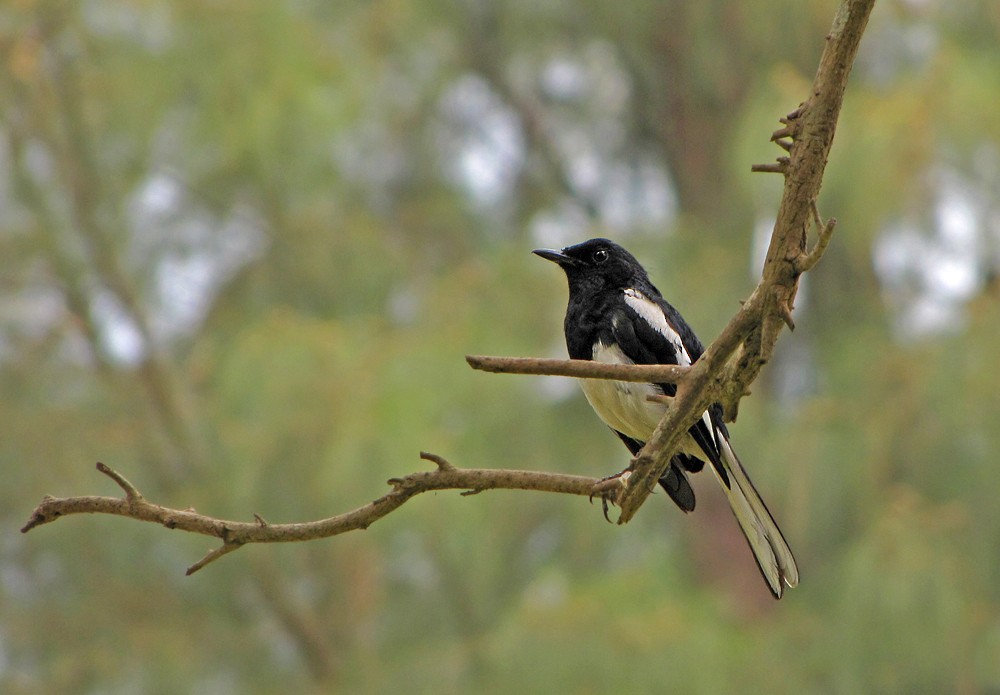 Oriental Magpie-Robin - ML36209251