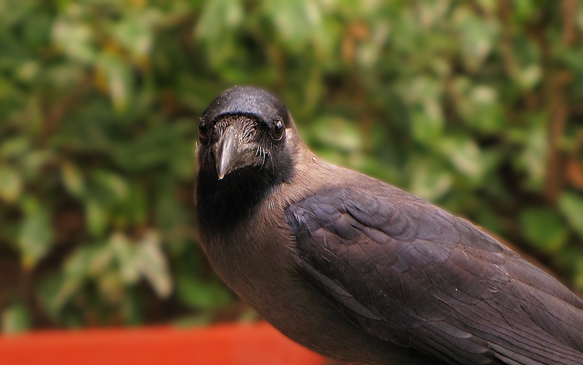House Crow - ML36209271
