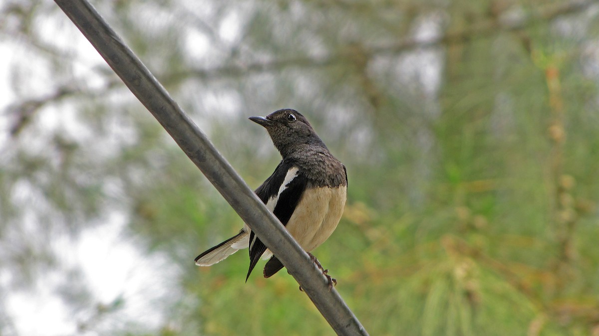 Oriental Magpie-Robin - ML36209291