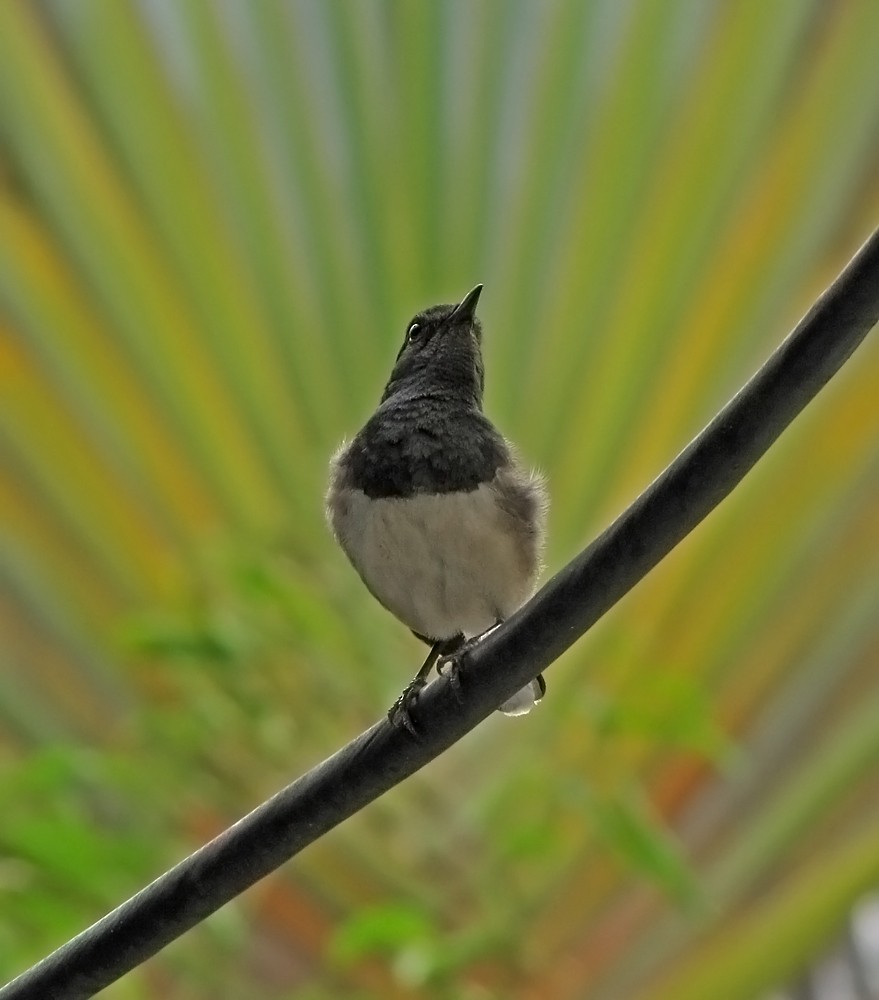 Oriental Magpie-Robin - ML36209311