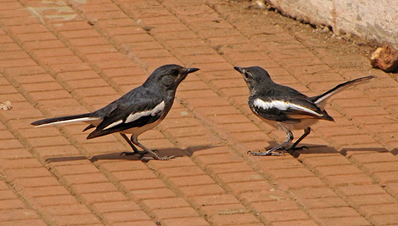 Oriental Magpie-Robin - ML36209321