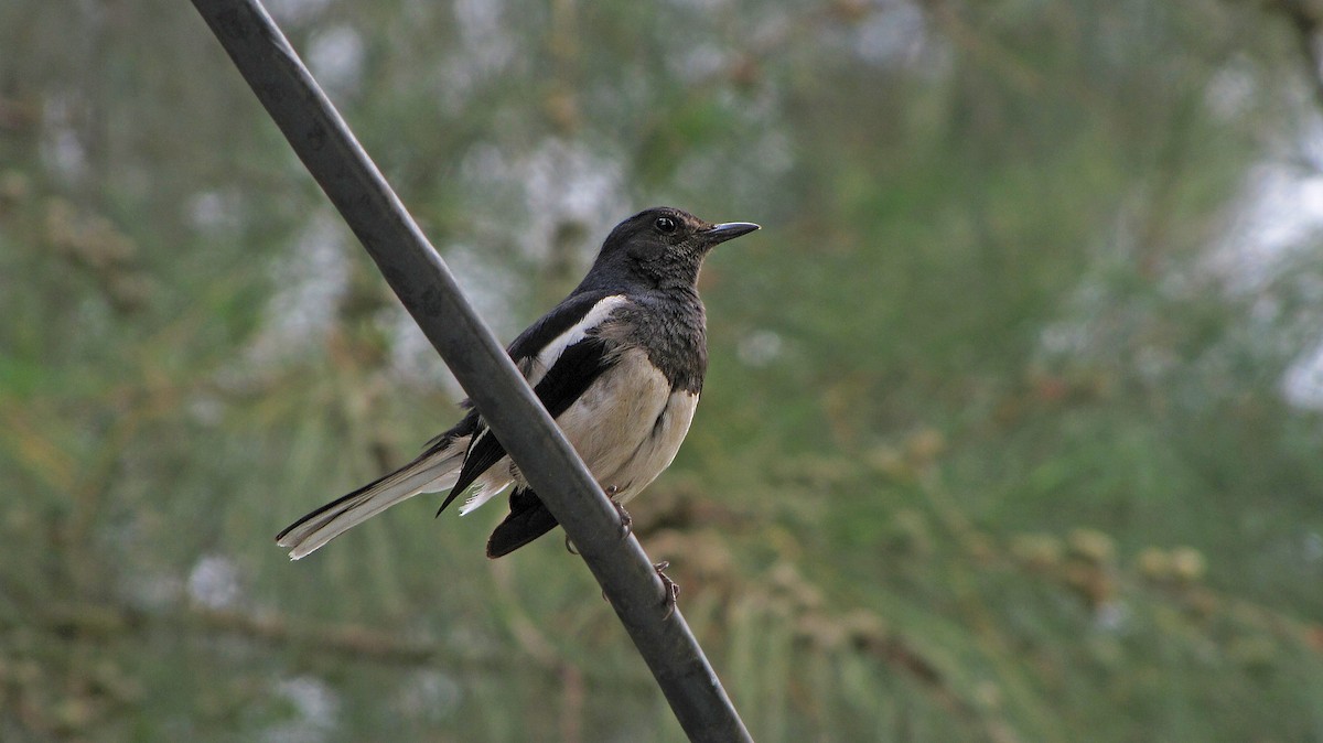 Oriental Magpie-Robin - ML36209341