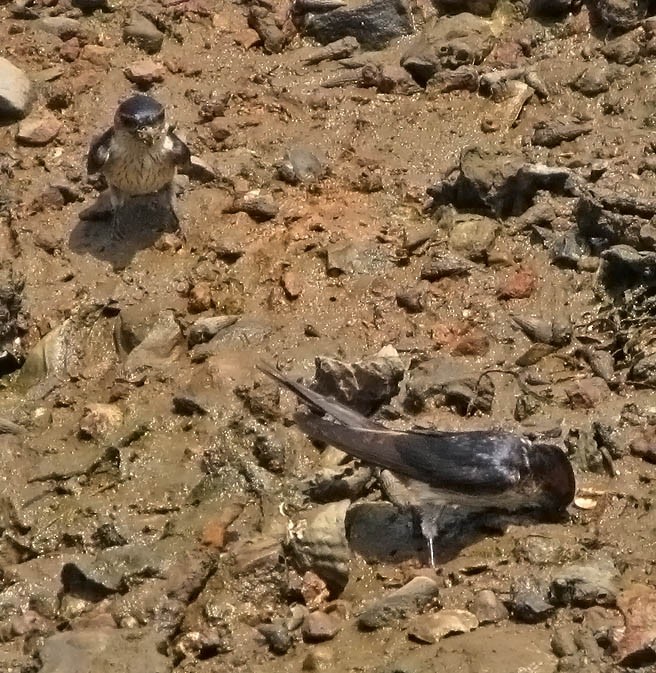 Eastern Red-rumped Swallow (Daurian) - ML36209381