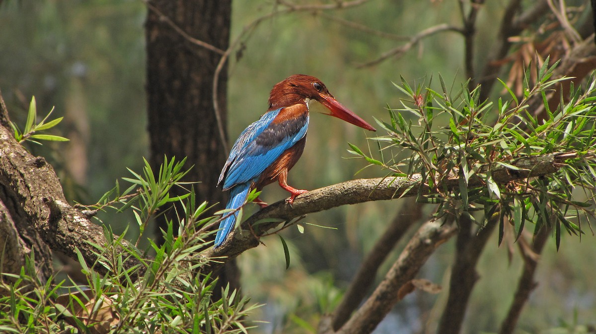 White-throated Kingfisher - ML36209471