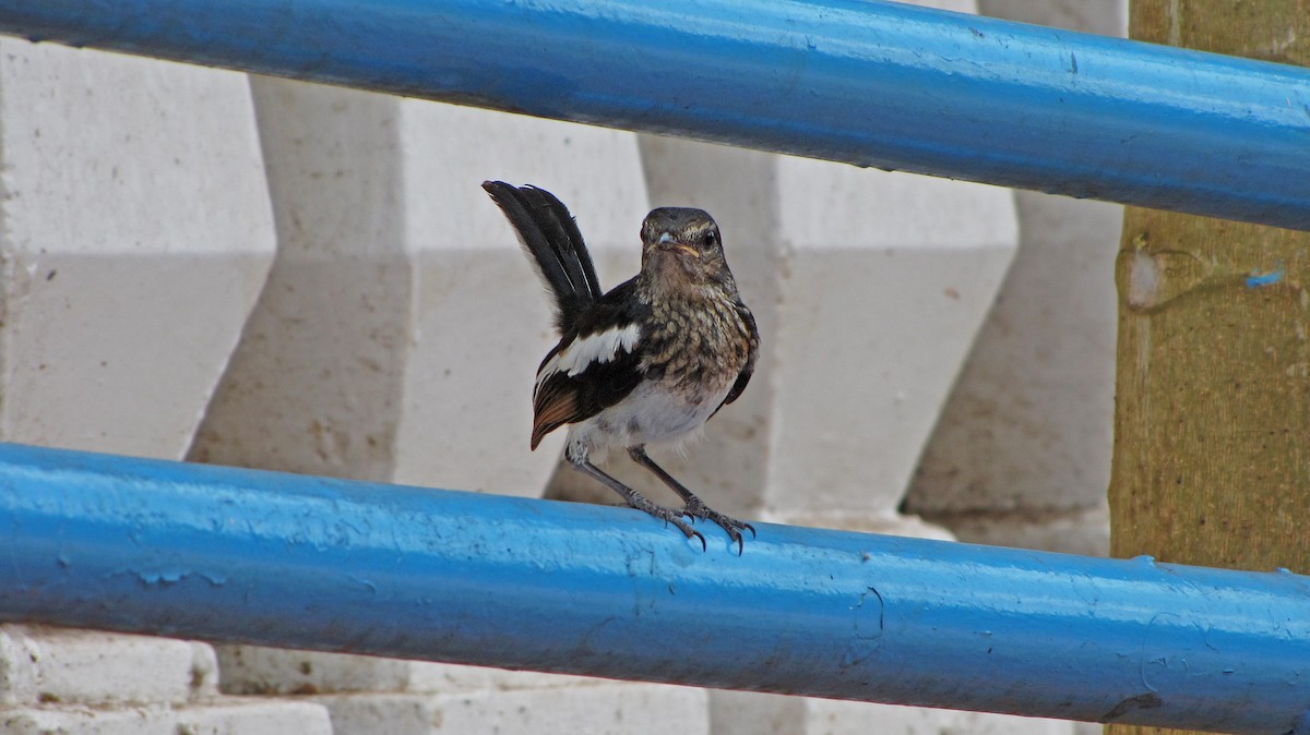Oriental Magpie-Robin - ML36209481
