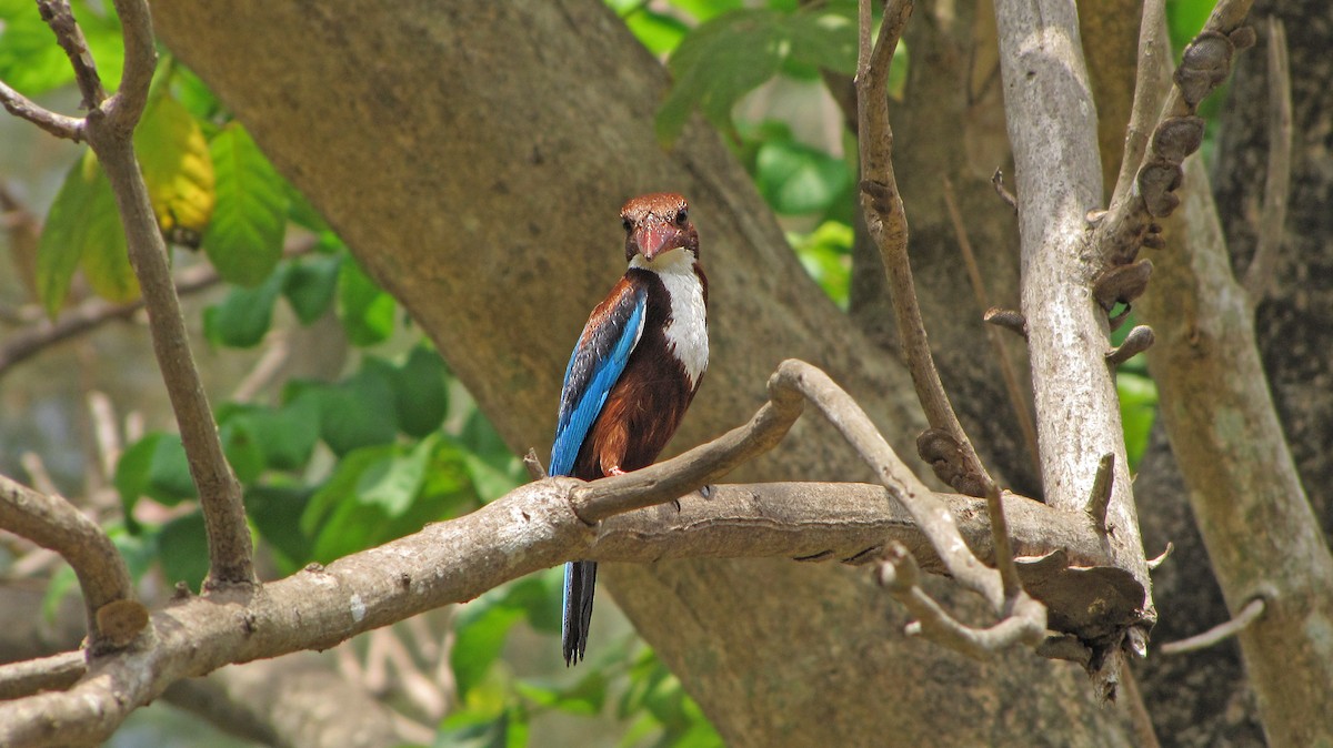 White-throated Kingfisher - ML36209491