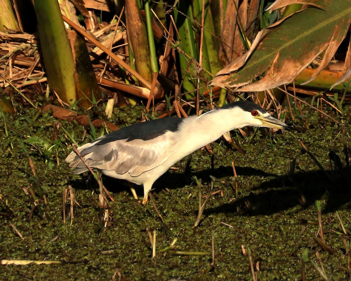 Black-crowned Night Heron - ML362096641