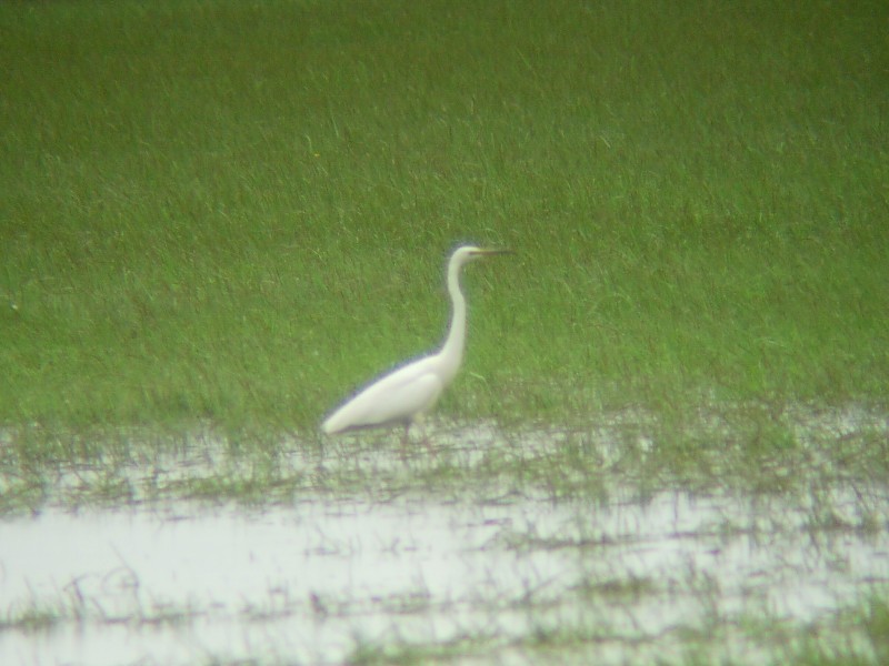 Great Egret - ML362096651