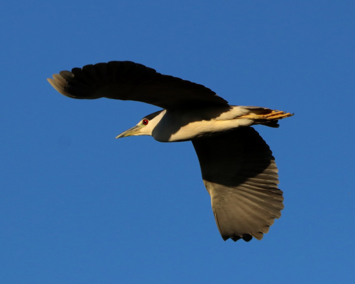 Black-crowned Night Heron - ML362096781