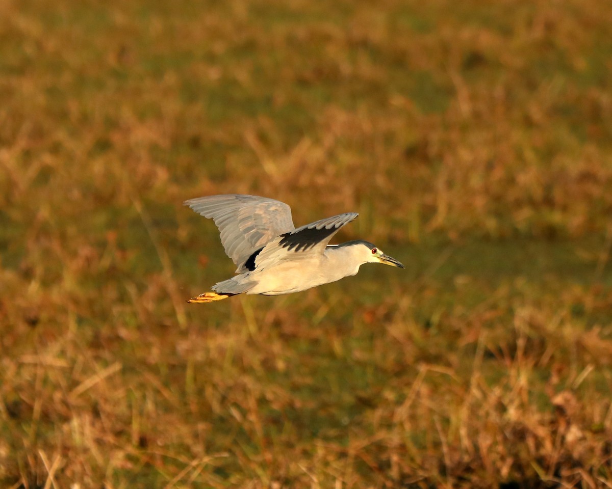 Black-crowned Night Heron - ML362096801