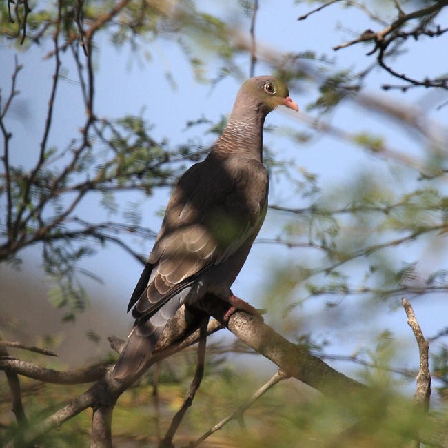 eBird Checklist - 19 Oct 2009 - Arikok NP--Visitor's Center - 62 species