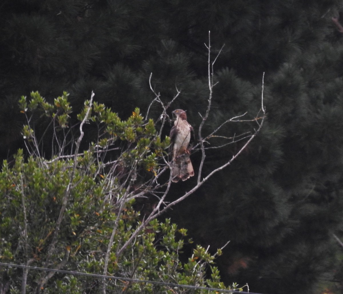 European Honey-buzzard - ML362098951