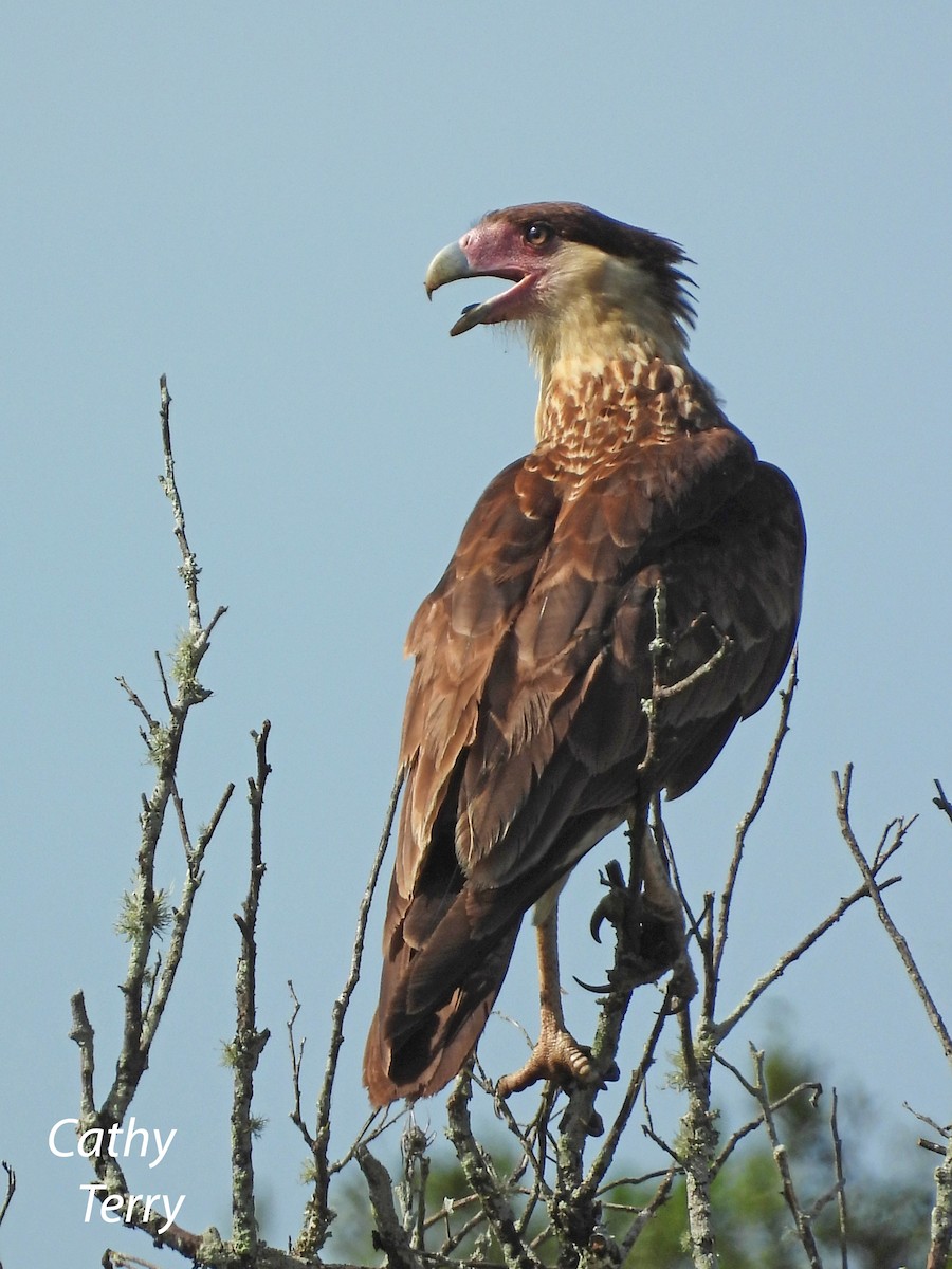 Crested Caracara - ML362099901