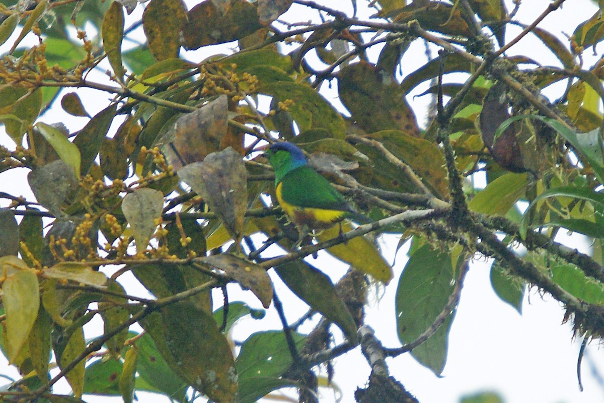 Chestnut-breasted Chlorophonia - ML362100041