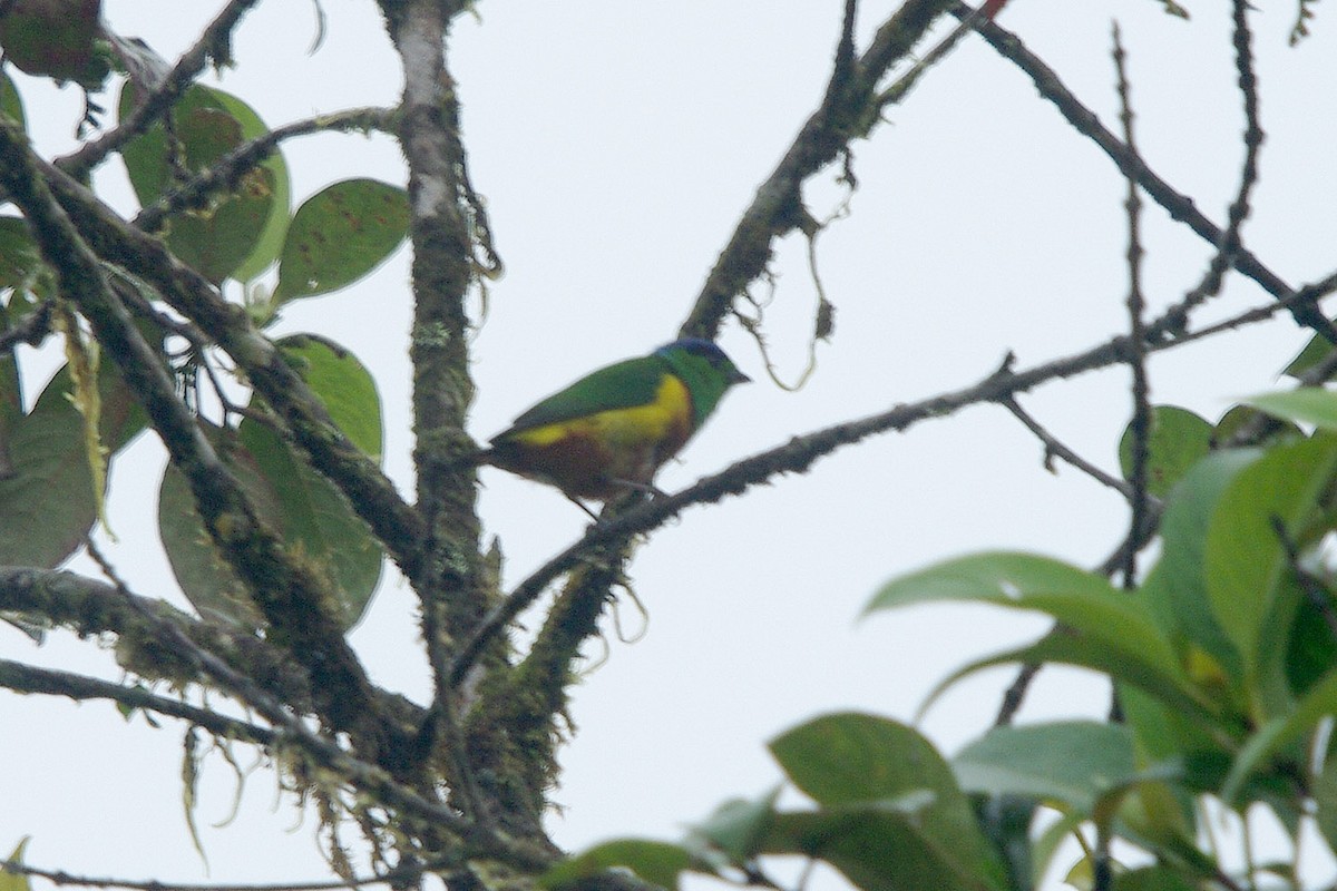 Chestnut-breasted Chlorophonia - Dave Curtis