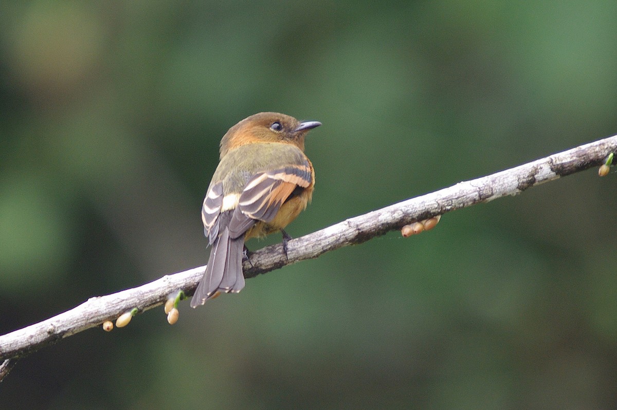 Cinnamon Flycatcher - ML362100091