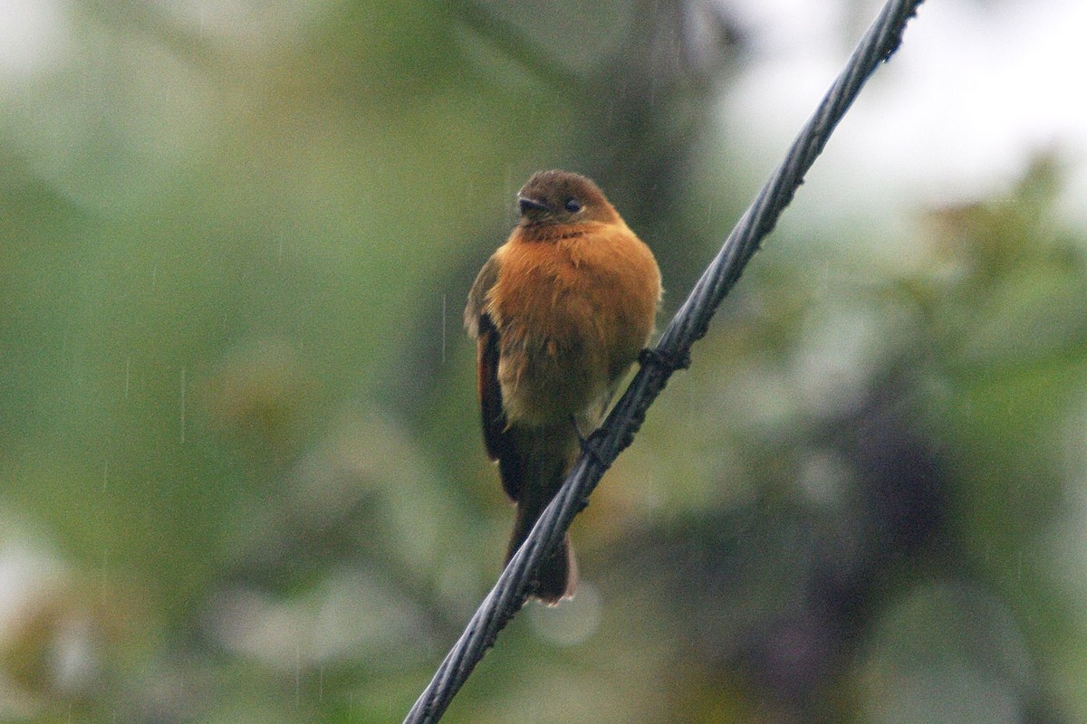 Cinnamon Flycatcher - ML362100101