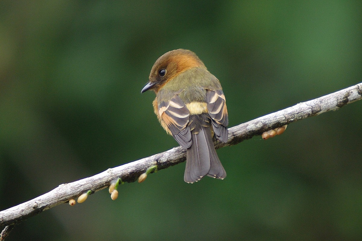 Cinnamon Flycatcher - ML362100111