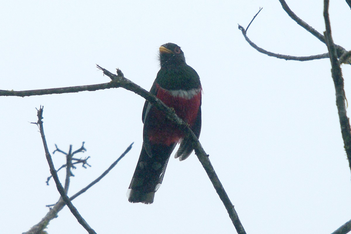 Collared Trogon - ML362100141