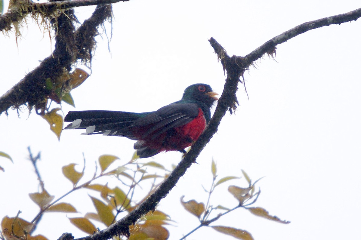 Collared Trogon - ML362100151