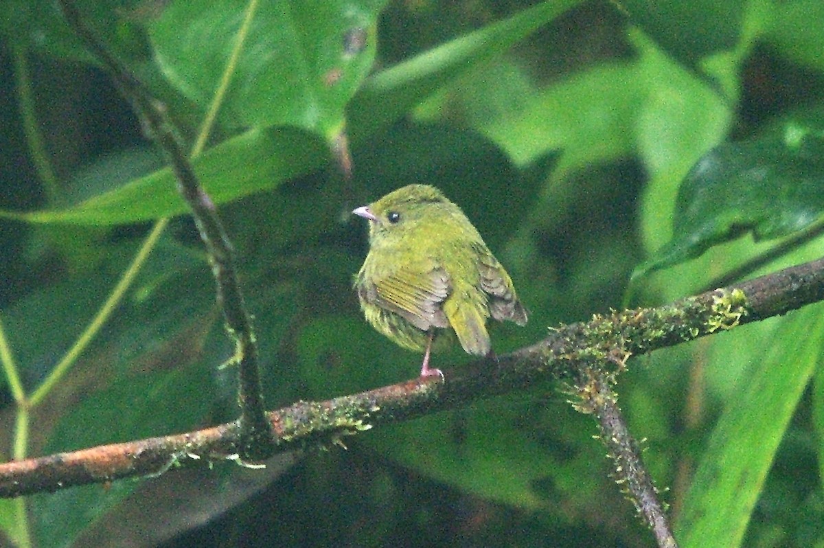 Manakin à ailes d'or - ML362100181