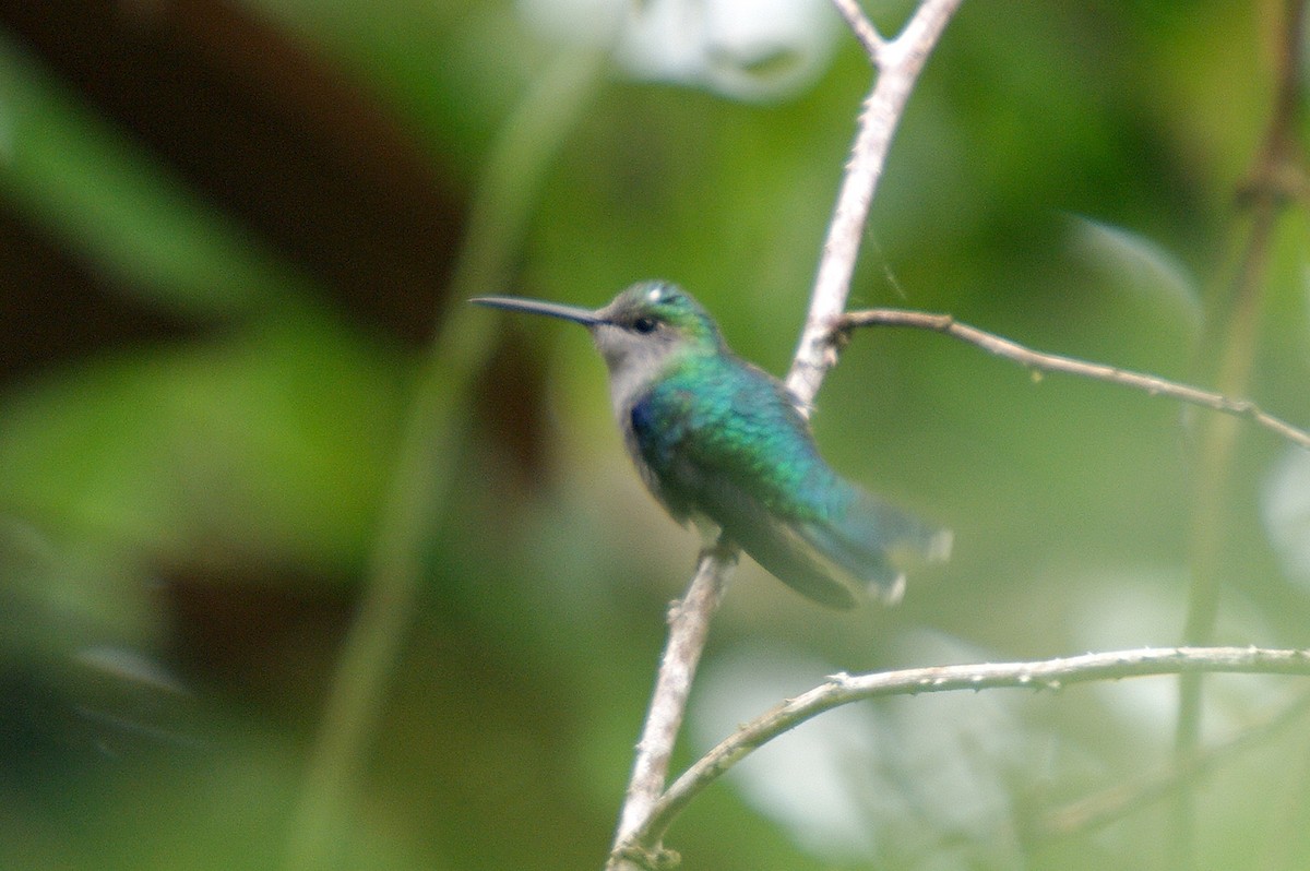 Crowned Woodnymph (Green-crowned/Emerald-bellied) - ML362100251