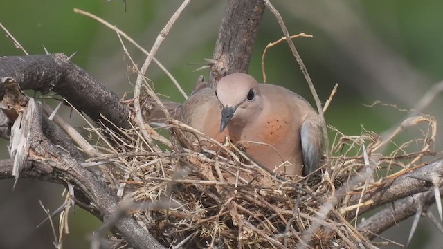 Laughing Dove - ML362101201