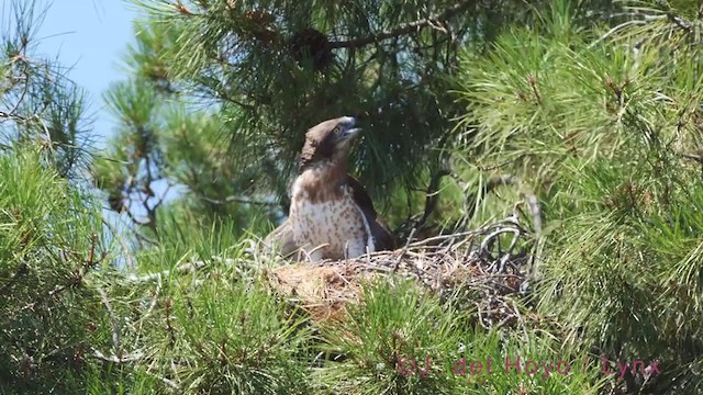 Culebrera Europea - ML362101251