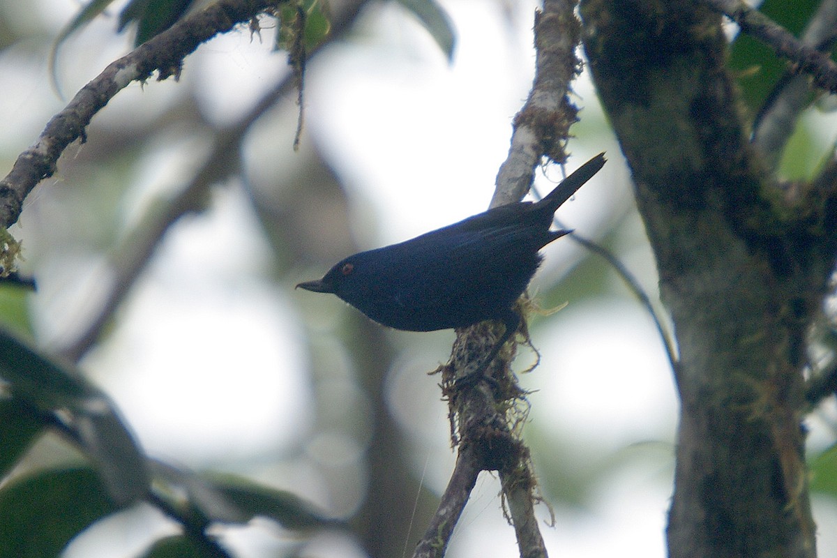 Indigo Flowerpiercer - ML362101371