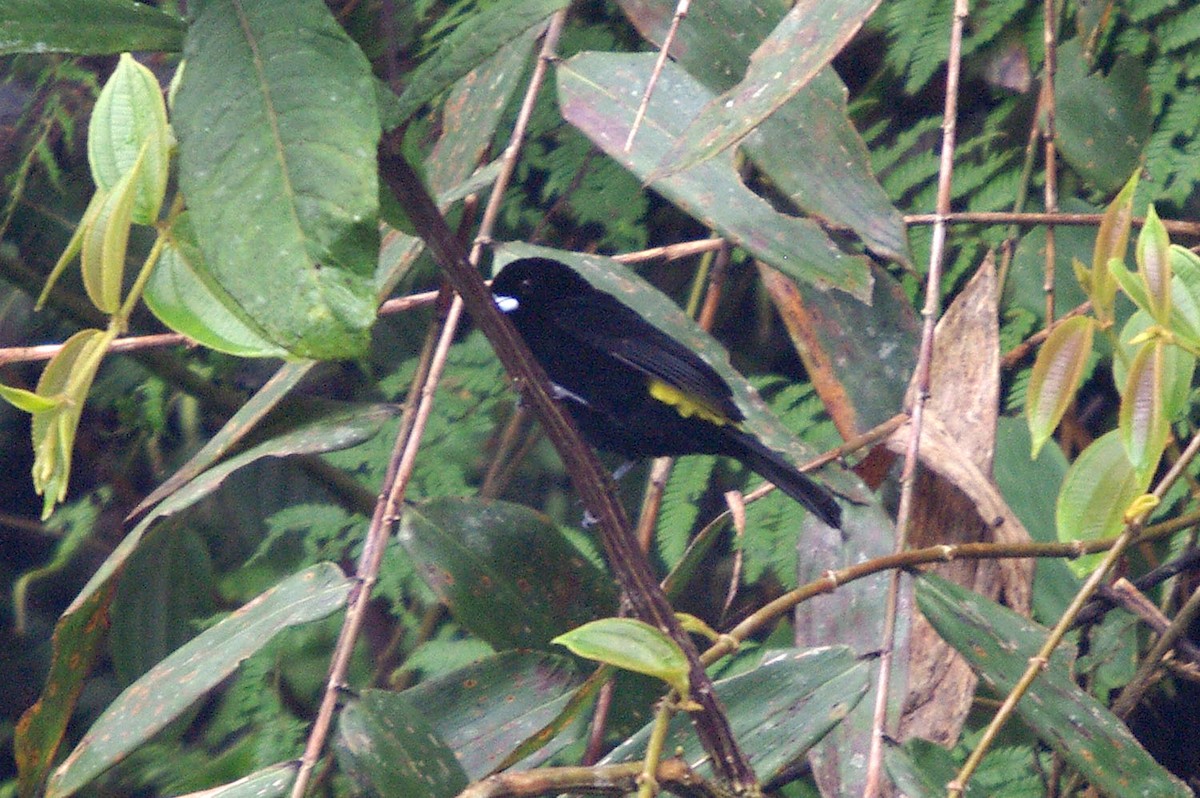 Flame-rumped Tanager (Lemon-rumped) - Dave Curtis