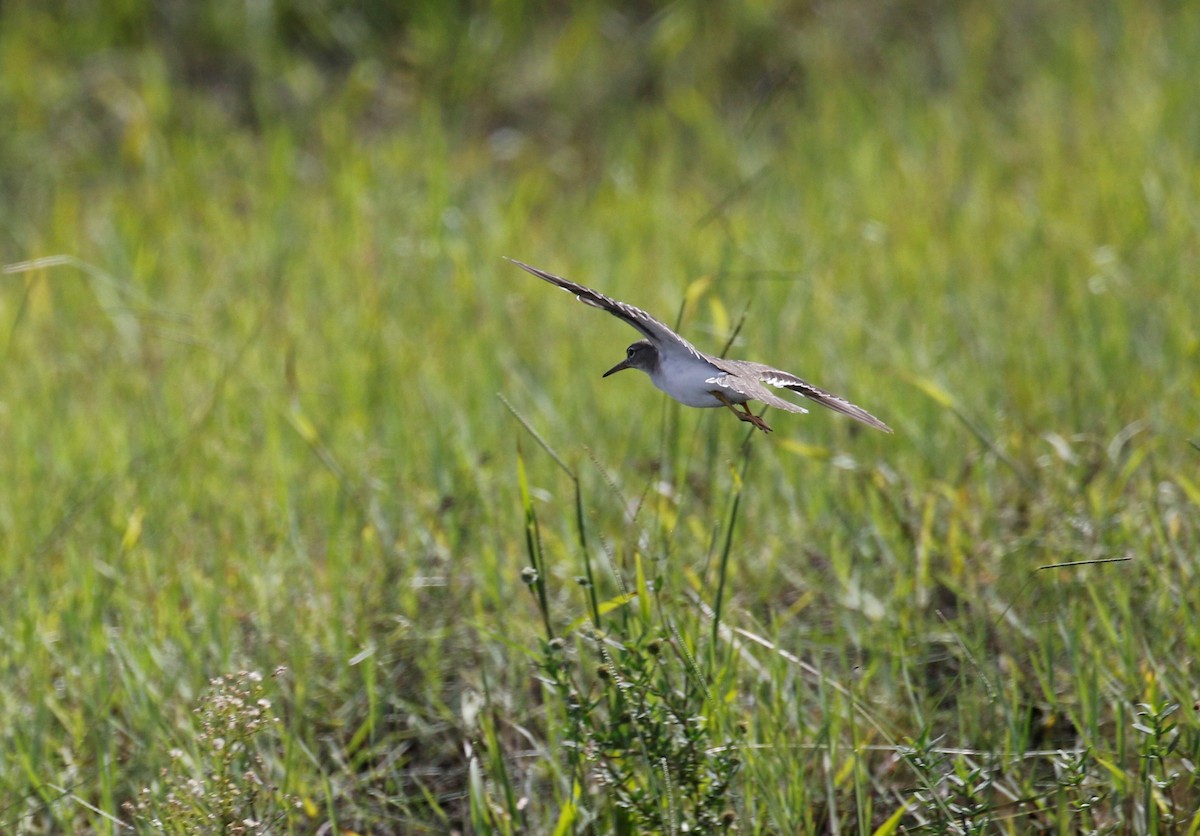 Spotted Sandpiper - ML362101511