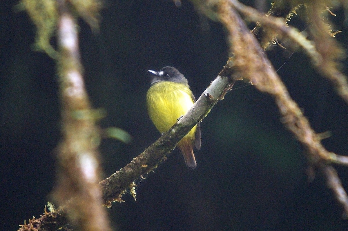 Ornate Flycatcher - ML362101551