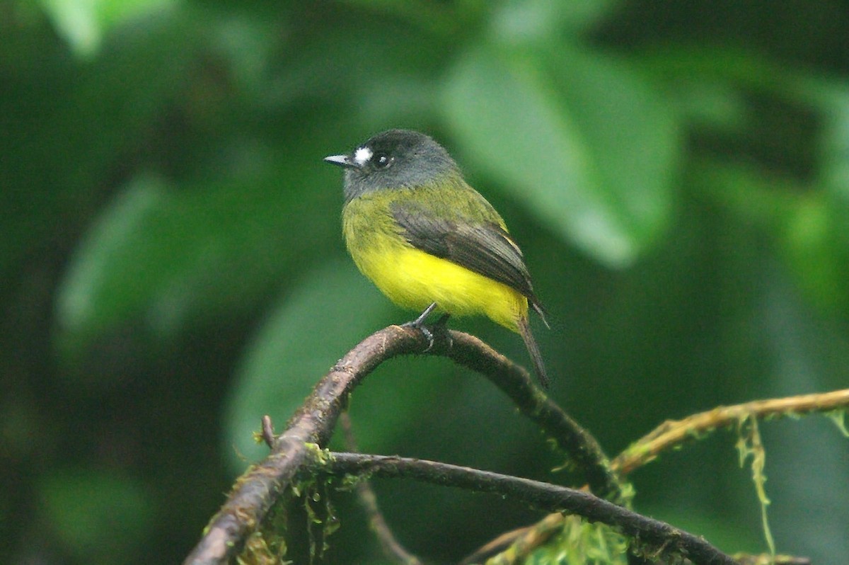 Ornate Flycatcher - ML362101601