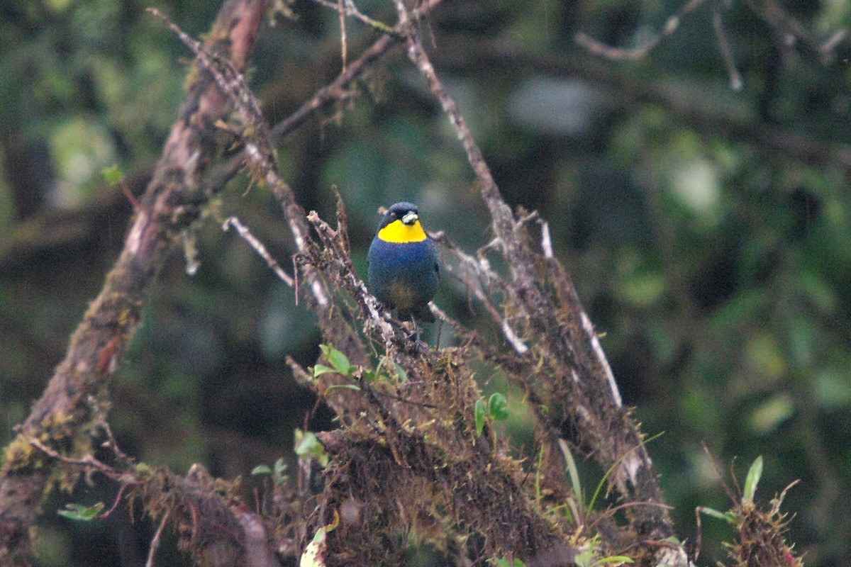 Purplish-mantled Tanager - ML362101671