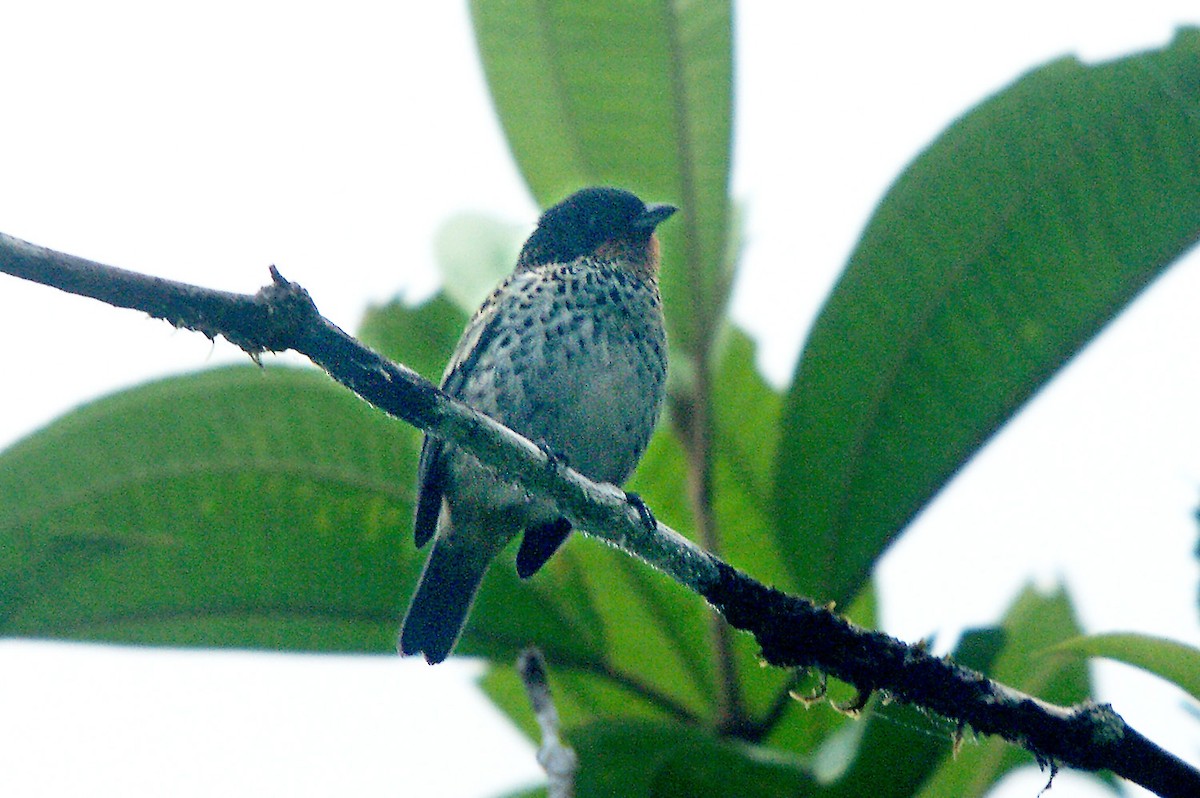 Rufous-throated Tanager - ML362101711