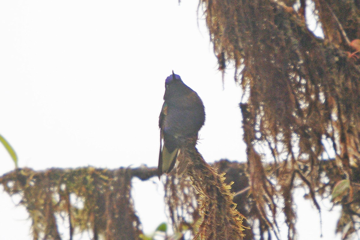 Colibri de Jardine - ML362101831