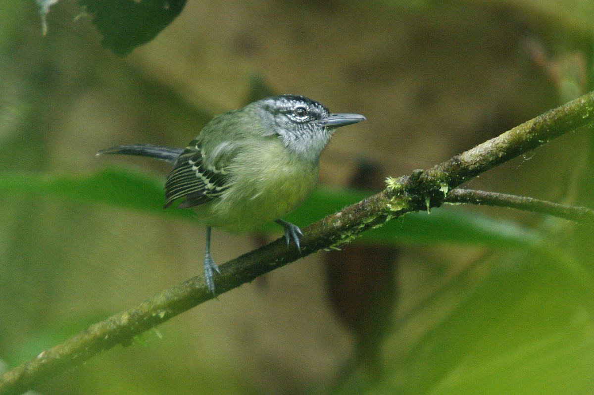 Yellow-breasted Antwren - ML362102171