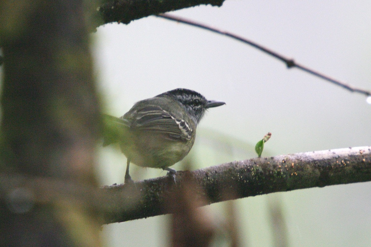 Yellow-breasted Antwren - ML362102181