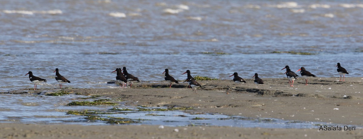 Huîtrier pie (ostralegus/longipes) - ML362105751