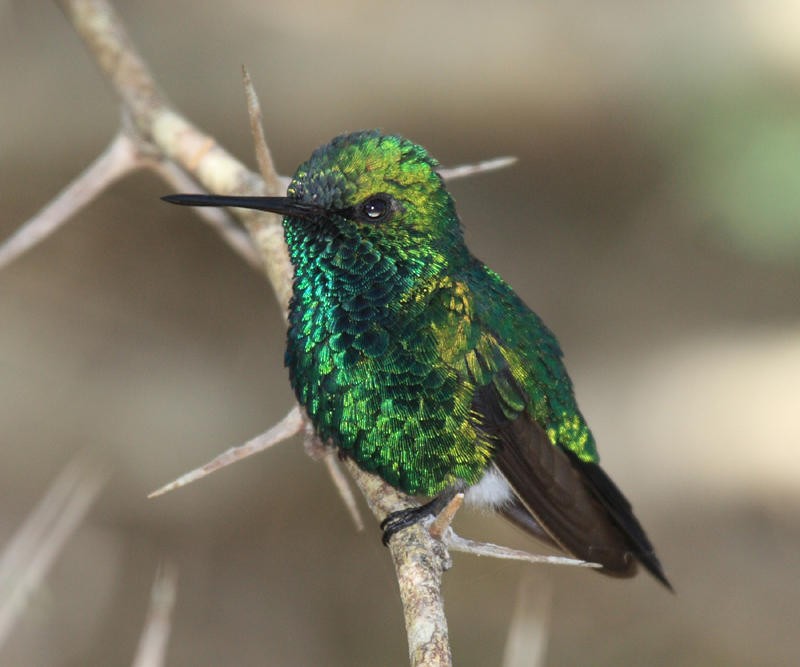 Blue-tailed Emerald - Tom Murray