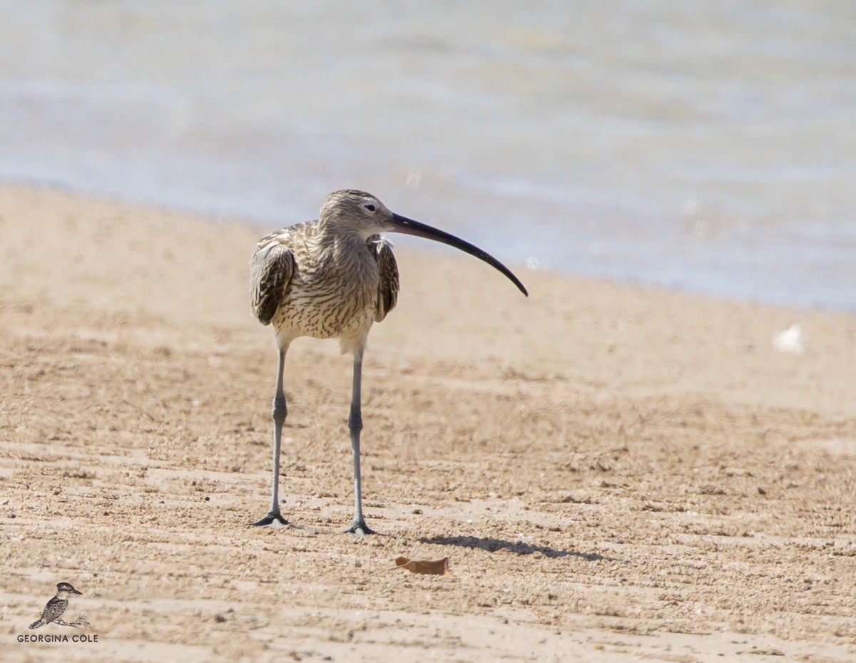 Eurasian Curlew - Georgina Cole