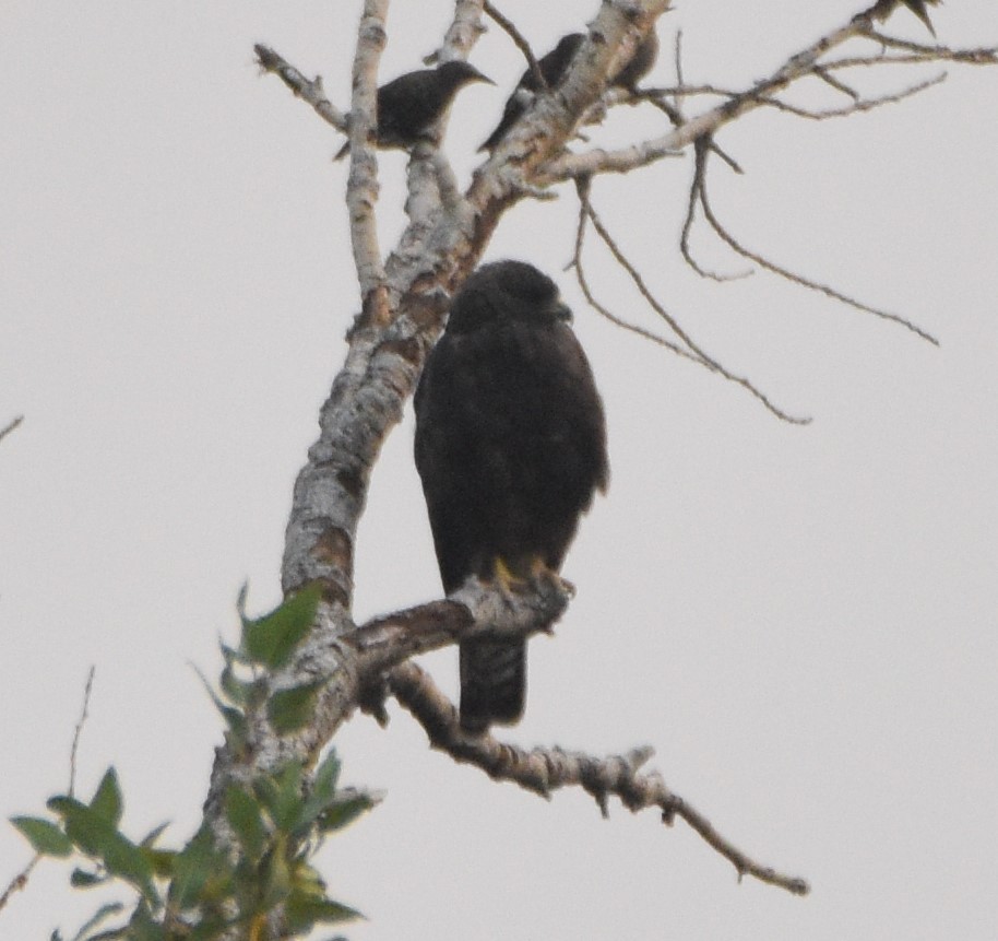 Swainson's Hawk - ML362107151