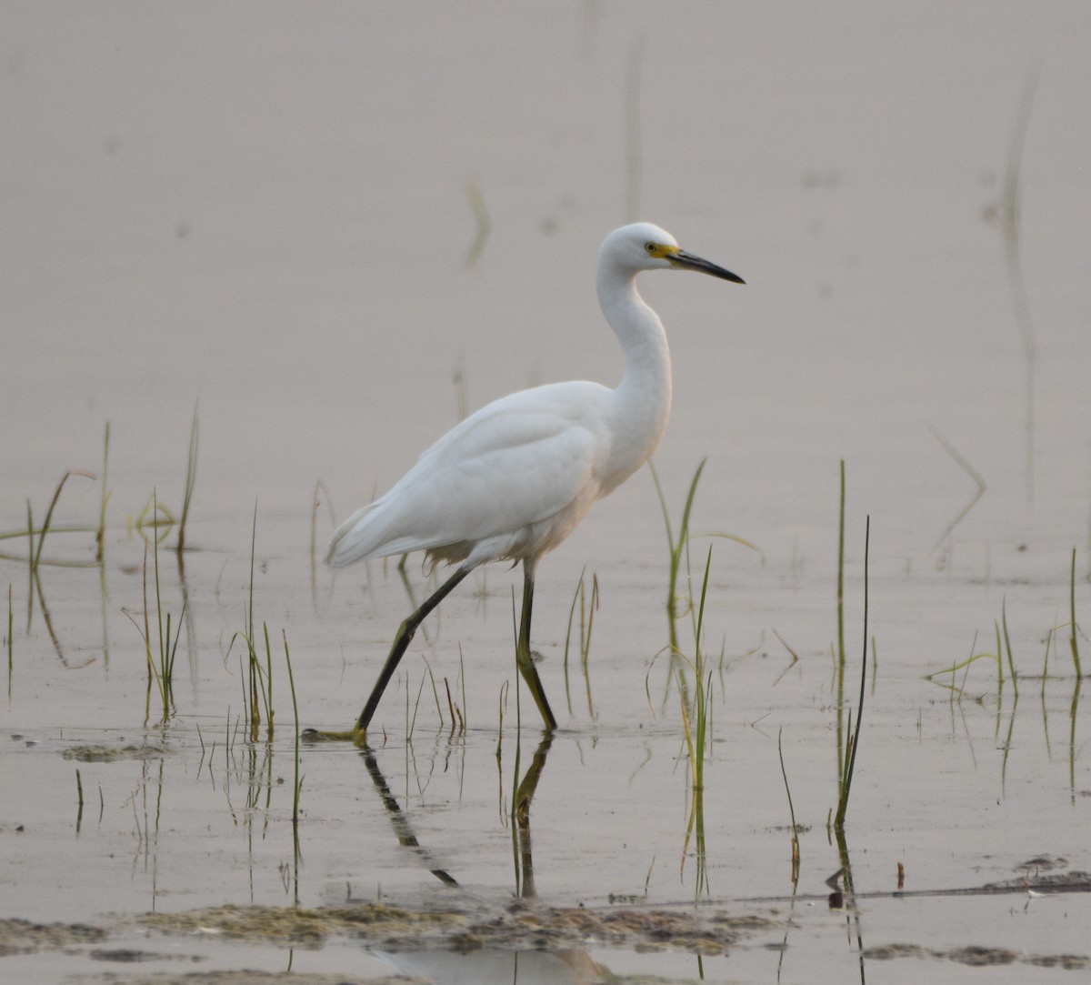 Snowy Egret - ML362107221