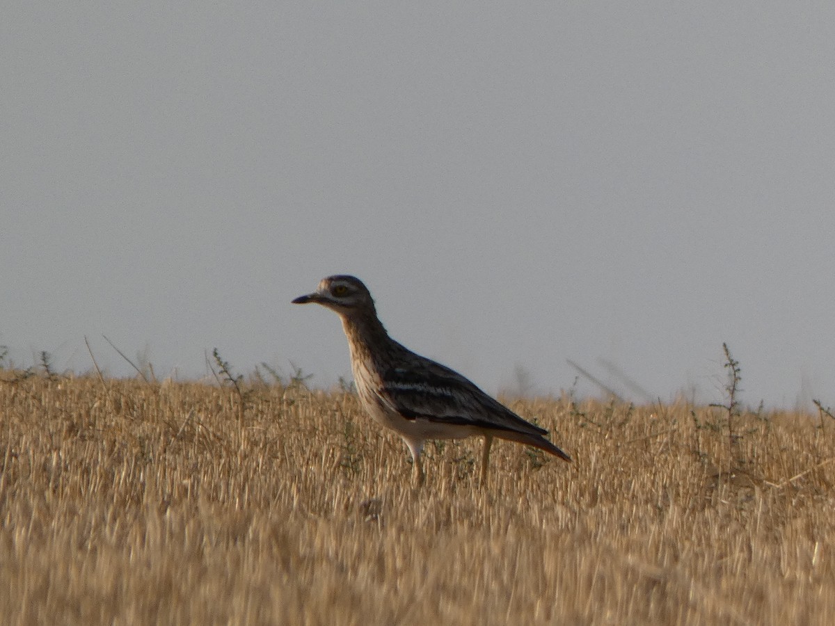 Eurasian Thick-knee - ML362109301