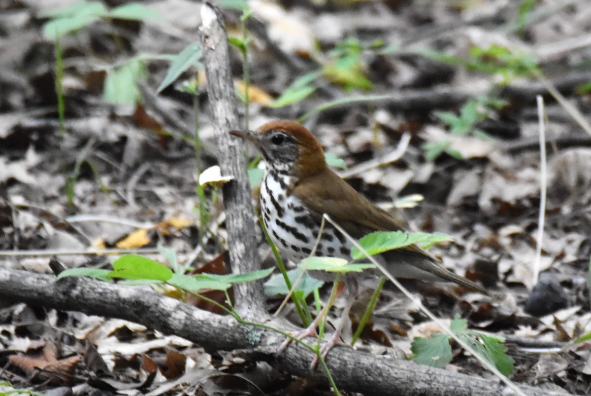 Wood Thrush - ML362109761